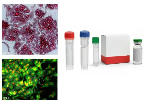 [ABM-T3001367] B4GALT5 CRISPR Knockout 293T Cell Line