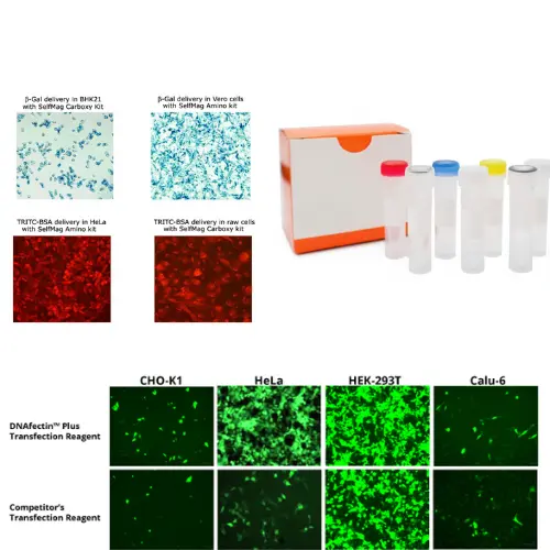 [ABM-LG410173] 1700018L24Rik sgRNA CRISPR/Cas9 All-in-One Lentivector set (Mouse)